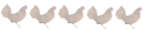 Poussin Sebright Poussin Sebright