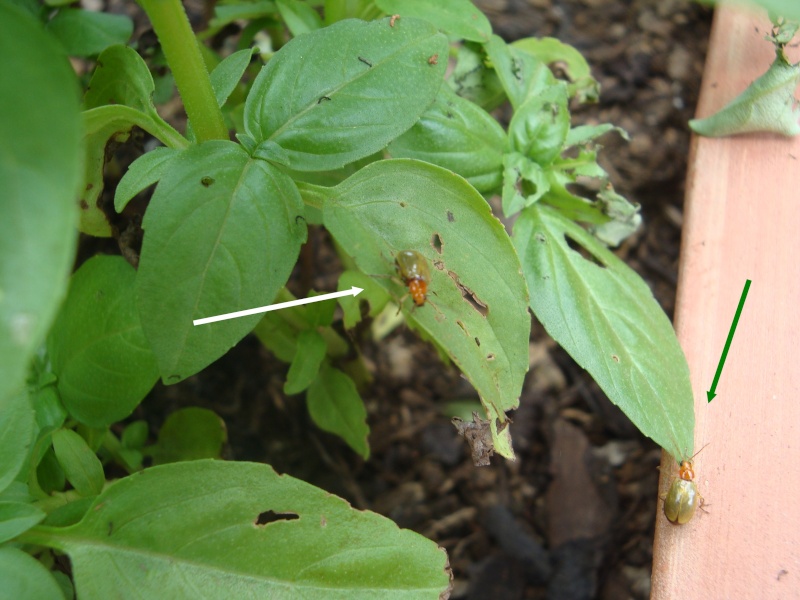 maladies du basilic