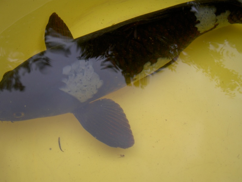 Maladie carpe Koi