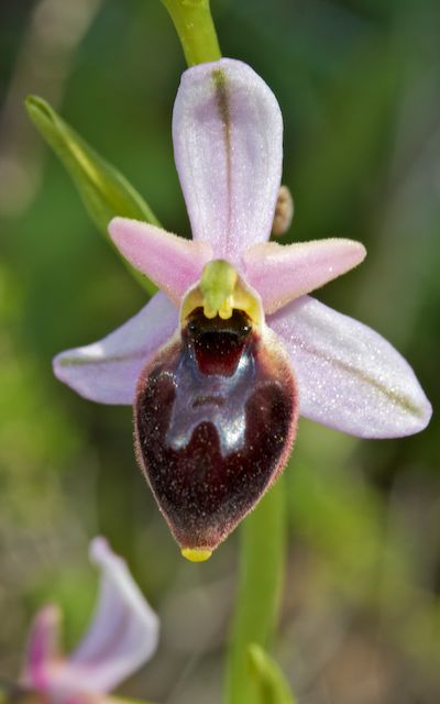 ophrys20.jpg