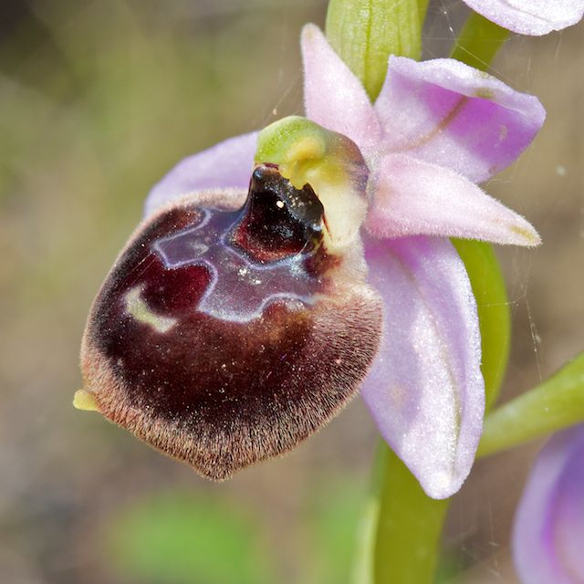 ophrys21.jpg