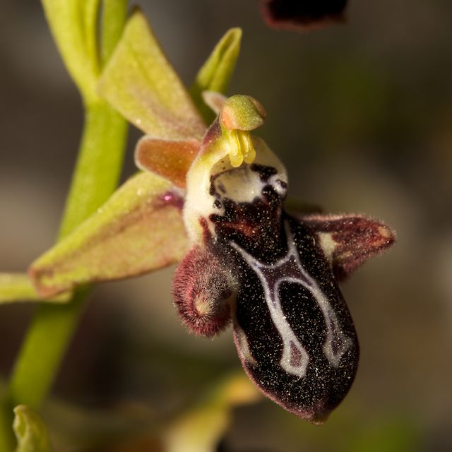 ophrys36.jpg