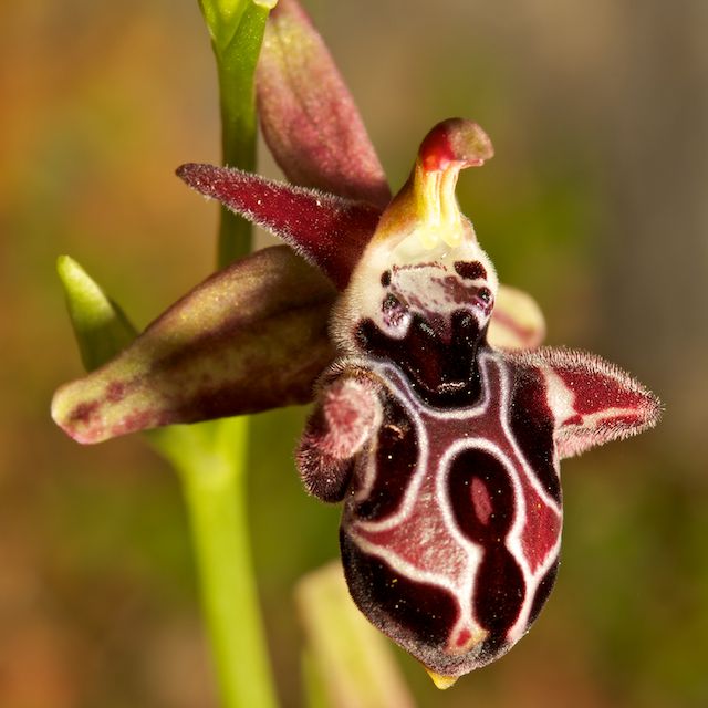 ophrys38.jpg